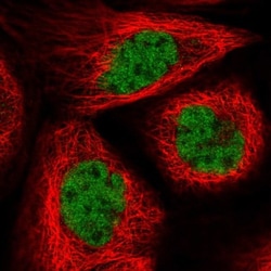 RanBP3 Antibody, Novus Biologicals 0.1mL; Unlabeled:Antibodies, Polyclonal